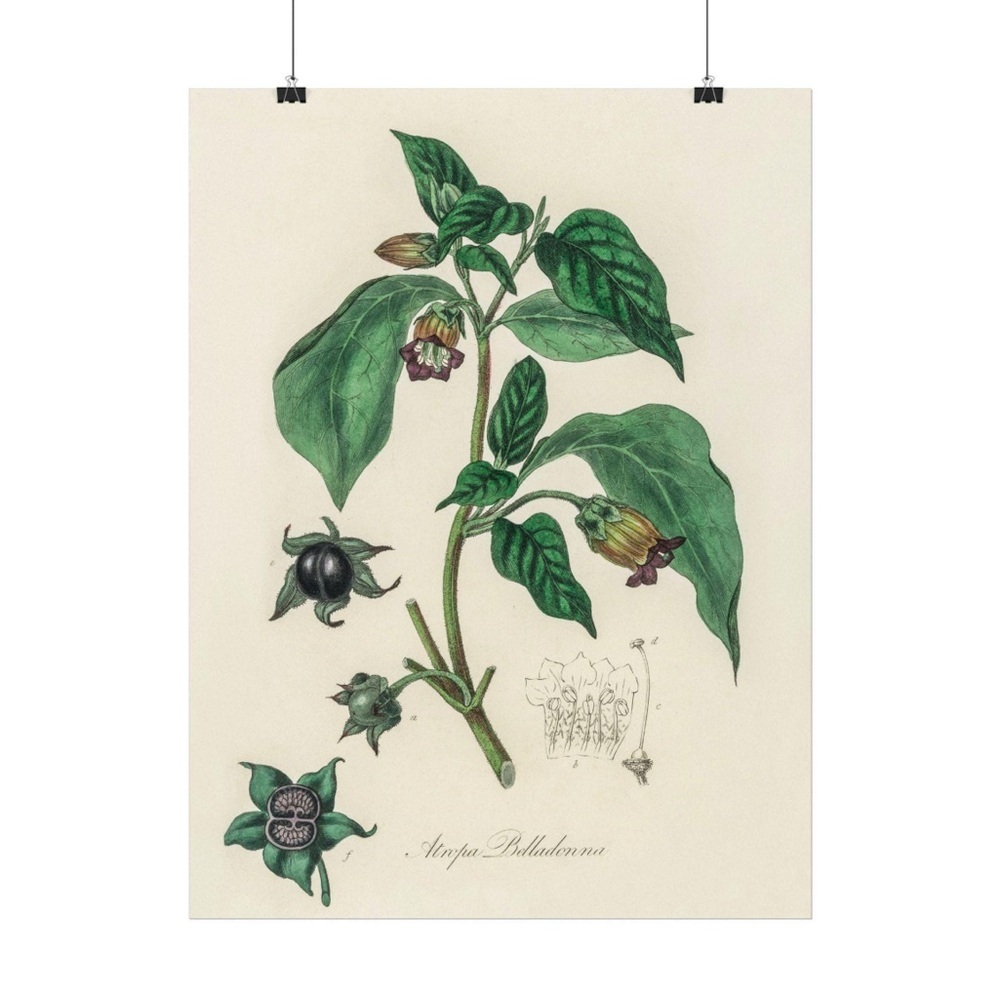 Deadly nightshade vintage botanical plant print, scientific botany research